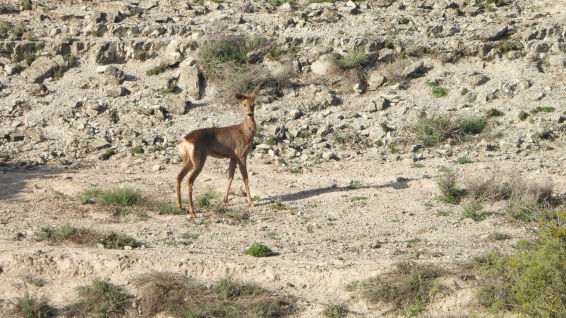 Reto visual: ¿Eres capaz de encontrar al corzo en menos de 30 segundos?