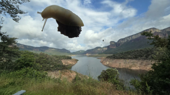 El caracol 'volador' del pantano de Sau