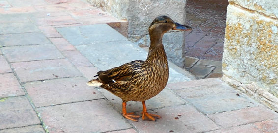 Eri, nueva mascota del monasterio de Pedralbes