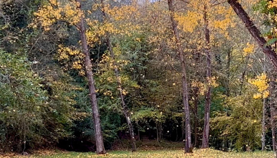 Los colores del otoño ya tiñen los paisajes de Catalunya, en imágenes