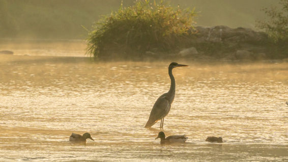 La belleza del otoño de las aves en el Ter