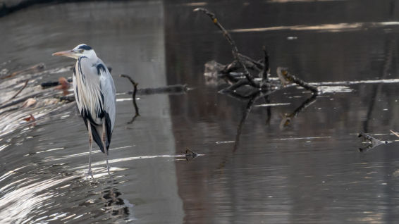 La garza real del Ter primaveral en invierno