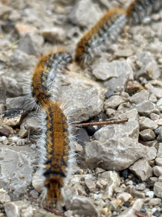 La larga cola de la procesionaria en Collserola