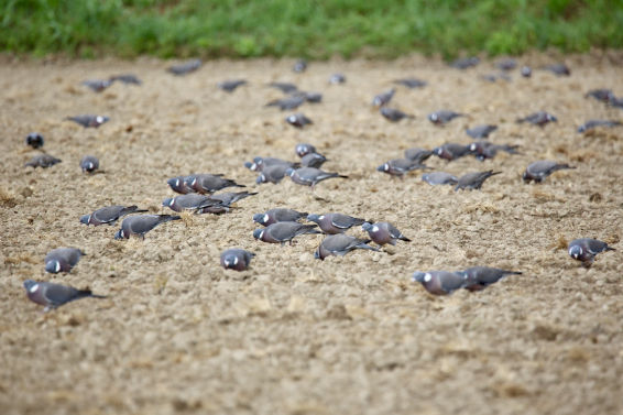 Atracón de arroz de las palomas torcaces en los campos de Pals