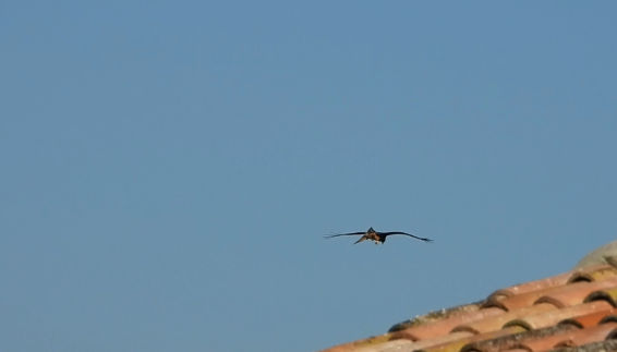 Vuelo sobre los tejados del milano real