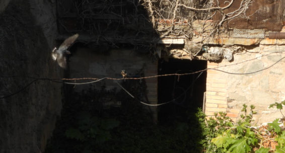 Las golondrinas 'okupas' de la ola de calor