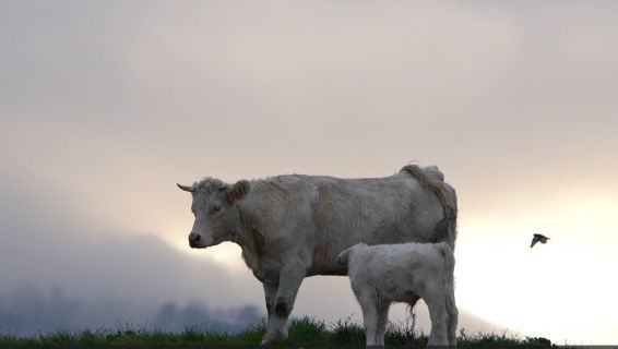 La tierna escena de la vaca y el ternero
