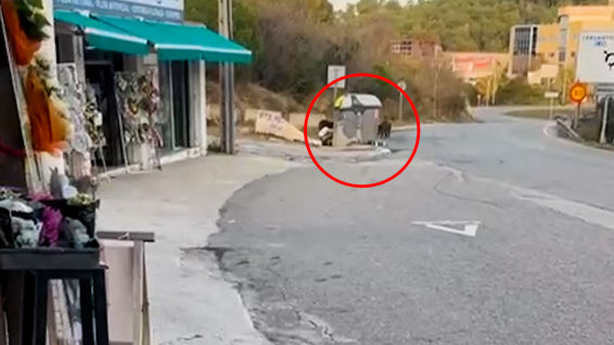 El Govern: “Hay que reducir a la mitad la población de jabalíes de Catalunya”