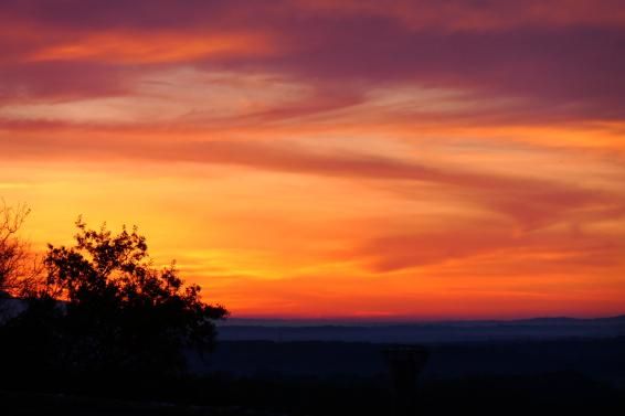 Escucha el canto de los pájaros al amanecer