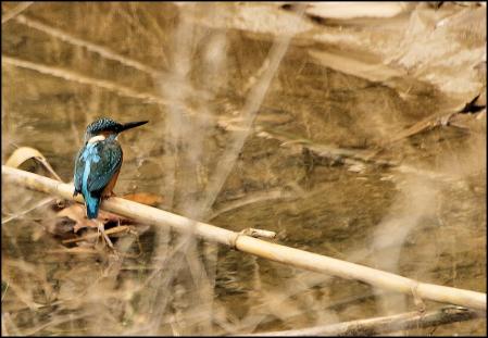 Blauet o martín pescador fotografiado en la zona del Delta del Llobregat.