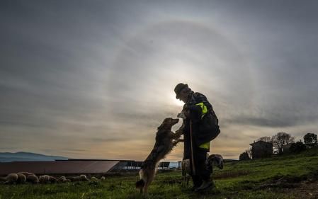 El pastor, su perro y la oveja, en un campo de Manlleu, bajo la magia del halo solar.