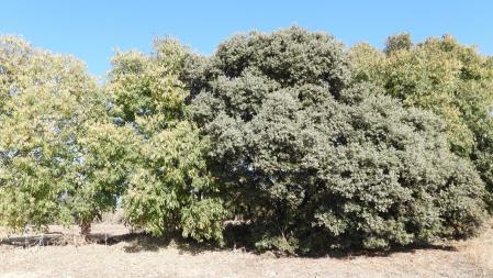 Reto visual: ¿Cuál es la encina y cuál es el almez?