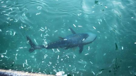 El atún Roser en el puerto de L'Escala.