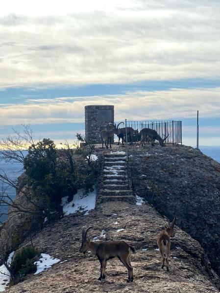 Cabras en el mirador de Sant Jeroni de Montserrat.