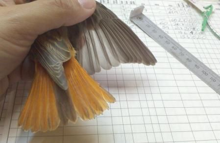 Colirrojo tizón capturado para anillamiento (el apelativo de tizón le viene por la tonalidad de la cola).