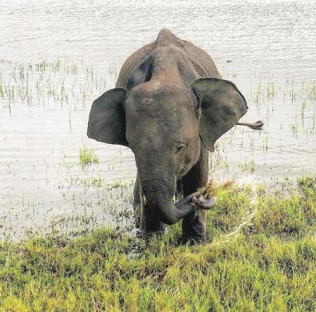Elefante baby limpiando los brotes de hierba.
