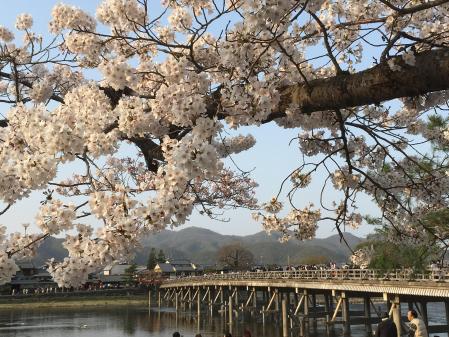 Las flores de cerezos en Arashiyama, Kioto