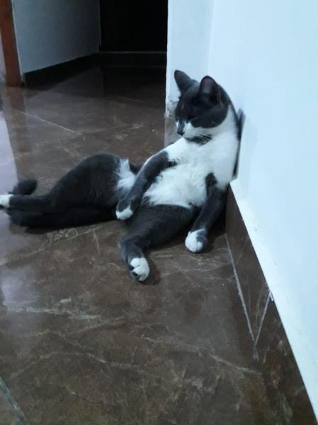 El gato Bigotes se sienta como una persona.