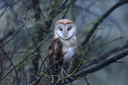 La lechuza, en las marismas del Guadalquivir, en el Parque Natural de Doñana.