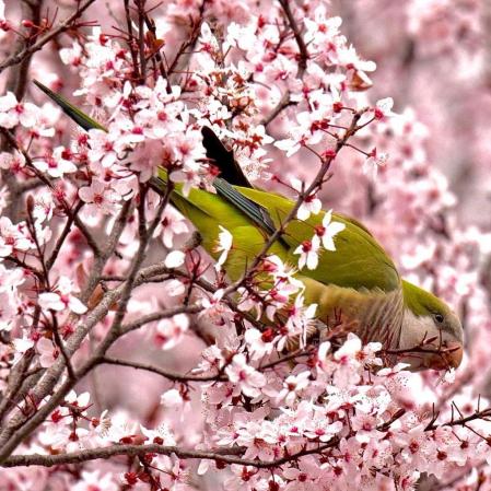 El Parc Central de Sant Cugat del Vallès ya anuncia la primavera.