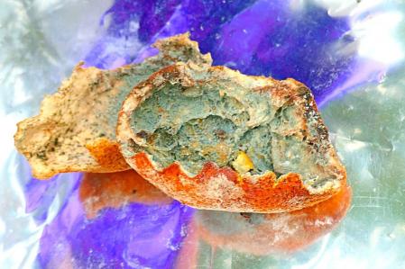 Cuando el moho se convierte en arte.