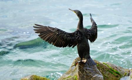 Ejemplar de cormorán secándose al sol con las alas extendidas en Sant Pol de Mar.
