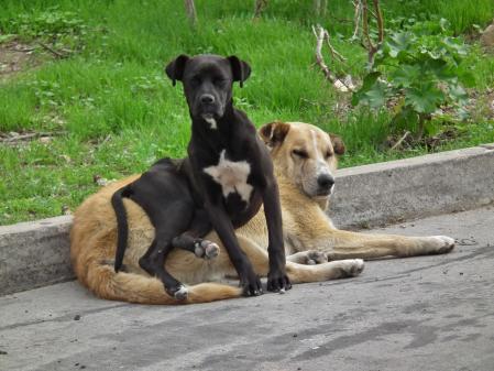 La pareja de perros callejeros en Coquimbo.