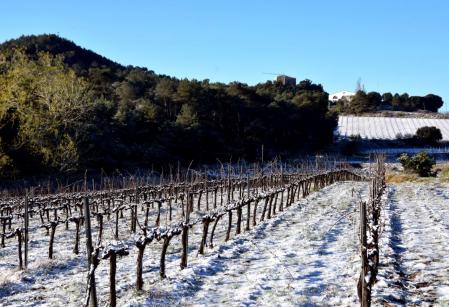Viñas nevadas en la Plana de les Torres, en Torrelles de Foix.