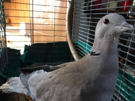 SI, la tórtola que canta cuando dicen su nombre.