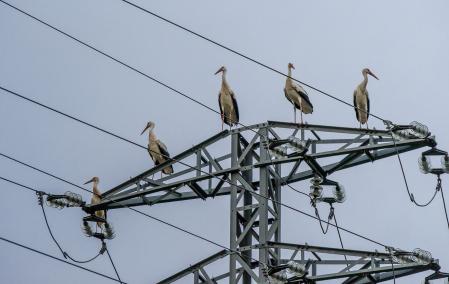 Retrato de un grupo de cigüeñas posadas sobre una torre eléctrica.