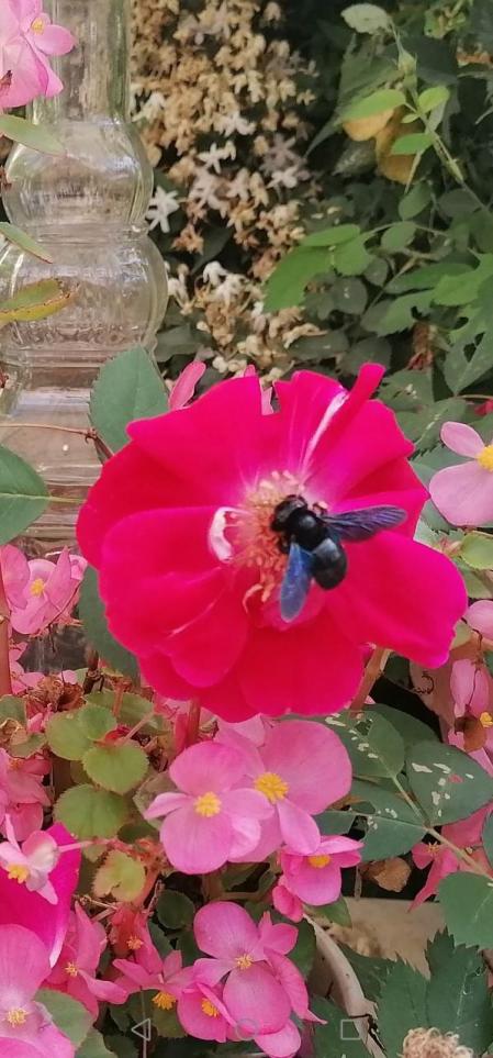 Primavera en Tomares.