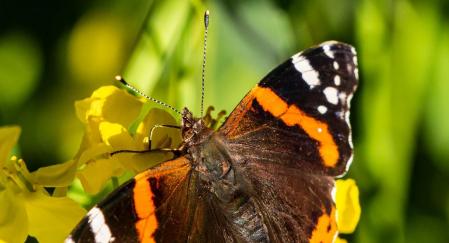 El 'almirante rojo' en Santa Cecília de Voltregà.