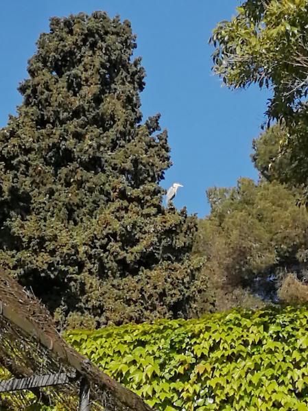 Retrato de una grulla en el Parc del Laberint d'Horta.