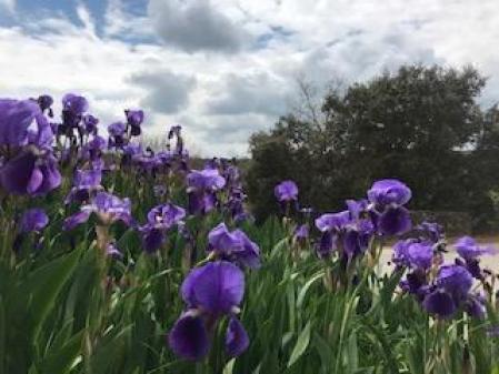 Retrato de unos lirios azules.
