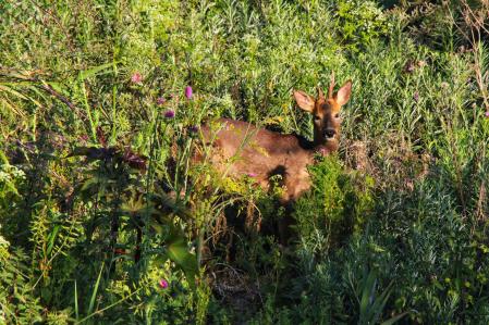 Corzo visto en el parque fluvial del Besòs.