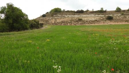 Reto visual: ¿Dónde está la perrita?