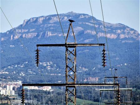 Retrato de una urraca posada sobre una torre eléctrica.