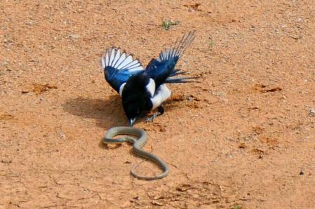 La lucha entre una culebra y una urraca en el monasterio de Pedralbes.