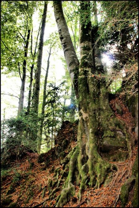 Fageda de la Grevolosa.