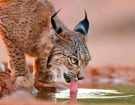 Lince ibérico. WWF (Foto de ARCHIVO) 10/03/2021