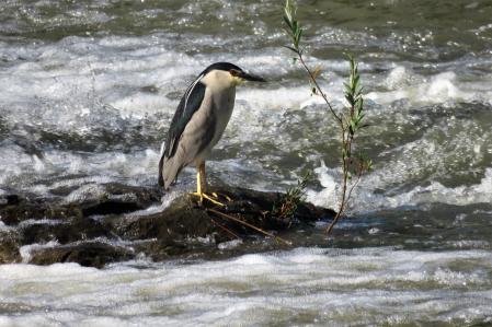 Ruta del camino Vora Ter.
