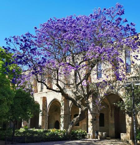 La  jacaranda florecida en los Jardins de Rubió i Lluch.