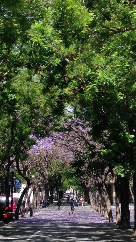 La jacaranda de la Avinguda de les Drassanes, en el Raval.