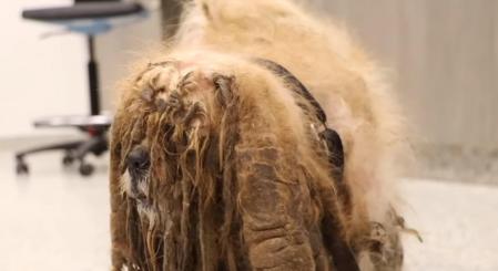 Aunque no te lo creas, debajo de ese pelaje se esconde un pequeño perro.