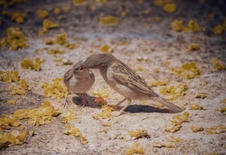 El beso de los gorriones entre la alfombra de flores de las acacias en la plaza Sant Felip Neri de Barcelona.