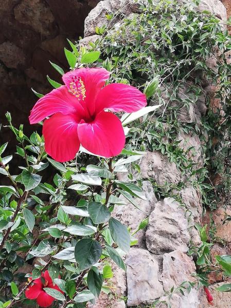 La botánica del Park Güell.