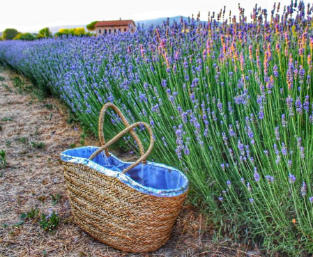 Campo de lavanda en Santa Eulàlia de Ronçana.