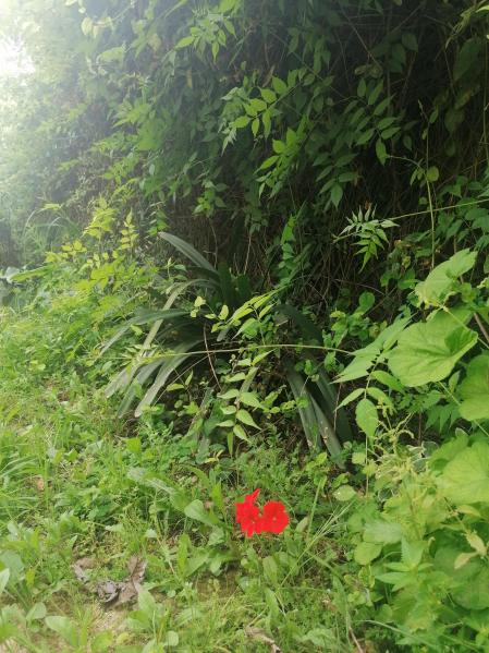 Un geráneo rojo protagonista entre la verde vegetación.