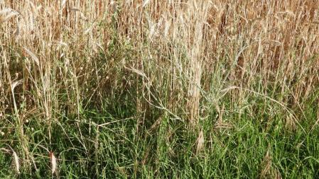 Reto visual: ¿Eres capaz de ver a la libélula escarlata?