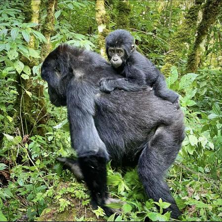 Mamá gorila y su bebé en el bosque de Bwindi.